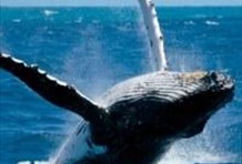 Whale Watching with Lunch